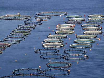 海水养殖网图片3 海水养殖网图片3